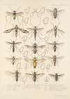 Insecta Diptera Pl 14