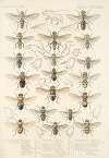 Insecta Diptera Pl 15