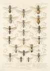 Insecta Diptera Pl 16
