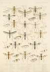 Insecta Diptera Pl 17