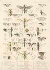 Insecta Diptera Pl 18