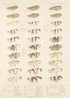Insecta Diptera Pl 19