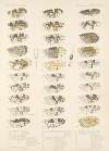Insecta Diptera Pl 20