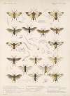 Insecta Hymenoptera Pl 01