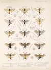 Insecta Hymenoptera Pl 02