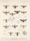 Insecta Hymenoptera Pl 03