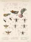 Insecta Hymenoptera Pl 04