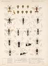 Insecta Hymenoptera Pl 05