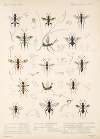 Insecta Hymenoptera Pl 06