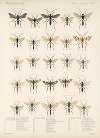 Insecta Hymenoptera Pl 07