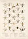 Insecta Hymenoptera Pl 08