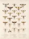 Insecta Hymenoptera Pl 09