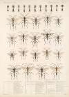 Insecta Hymenoptera Pl 10