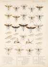 Insecta Hymenoptera Pl 12
