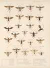 Insecta Hymenoptera Pl 15