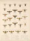 Insecta Hymenoptera Pl 16