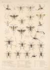 Insecta Hymenoptera Pl 17