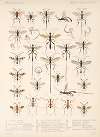 Insecta Hymenoptera Pl 18