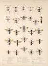 Insecta Hymenoptera Pl 19