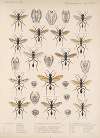 Insecta Hymenoptera Pl 22
