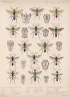 Insecta Hymenoptera Pl 23