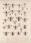 Insecta Hymenoptera Pl 24