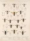 Insecta Hymenoptera Pl 26