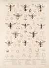 Insecta Hymenoptera Pl 27