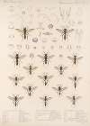 Insecta Hymenoptera Pl 28