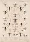 Insecta Hymenoptera Pl 29