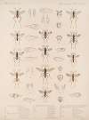 Insecta Hymenoptera Pl 30