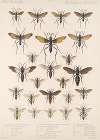 Insecta Hymenoptera Pl 32