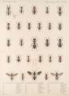 Insecta Hymenoptera Pl 34