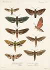 Insecta Lepidoptera-Heterocera Pl 001
