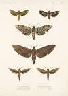 Insecta Lepidoptera-Heterocera Pl 002