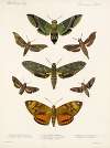 Insecta Lepidoptera-Heterocera Pl 003