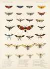 Insecta Lepidoptera-Heterocera Pl 006