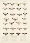 Insecta Lepidoptera-Heterocera Pl 007