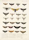Insecta Lepidoptera-Heterocera Pl 008