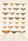 Insecta Lepidoptera-Heterocera Pl 009