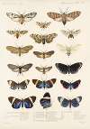 Insecta Lepidoptera-Heterocera Pl 010