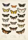 Insecta Lepidoptera-Heterocera Pl 011