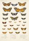 Insecta Lepidoptera-Heterocera Pl 012