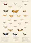 Insecta Lepidoptera-Heterocera Pl 013