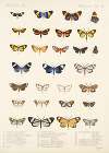 Insecta Lepidoptera-Heterocera Pl 014