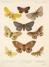Insecta Lepidoptera-Heterocera Pl 016