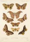 Insecta Lepidoptera-Heterocera Pl 017