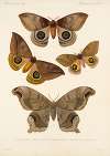 Insecta Lepidoptera-Heterocera Pl 018