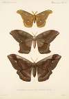 Insecta Lepidoptera-Heterocera Pl 019