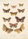 Insecta Lepidoptera-Heterocera Pl 020